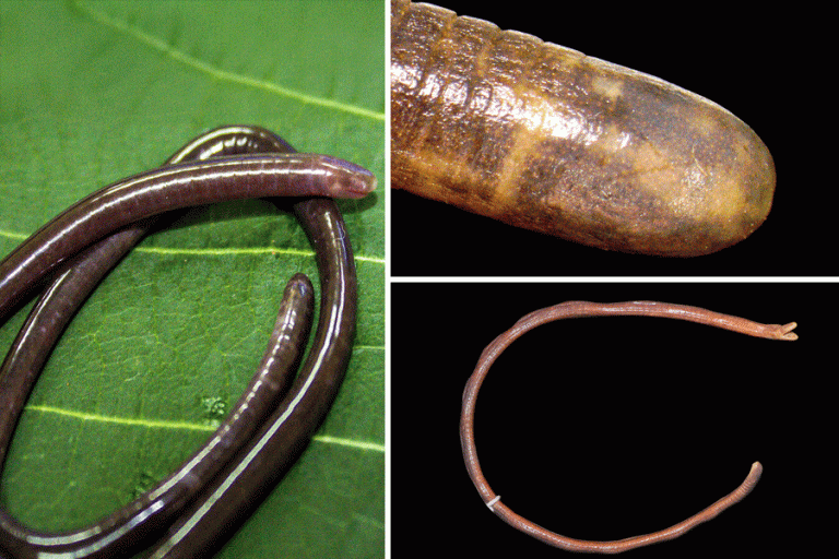 1768563449_new-species-of-blind-caecilian-discovered